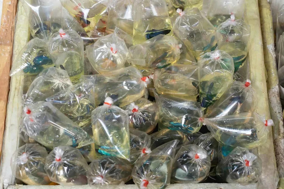 Kako je 709 krijumčarenih morskih jedinki preživelo 120 sati u plastičnim kesama — dramatična zaplena u Argentini