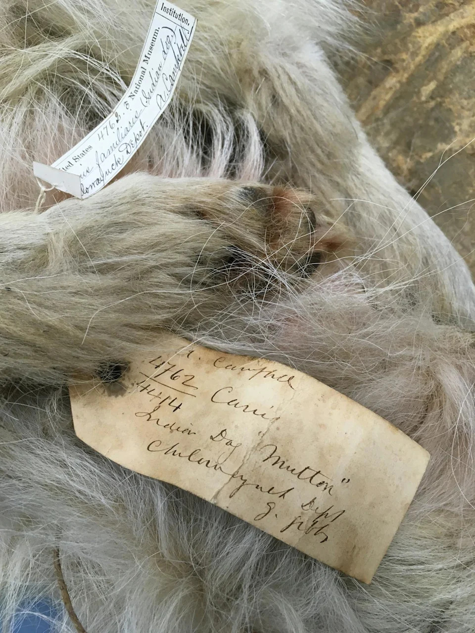 Mutton — Vunasti Pas Coast Salish Naroda: Genetska Analiza Potvrđuje Prekolonijalno Poreklo