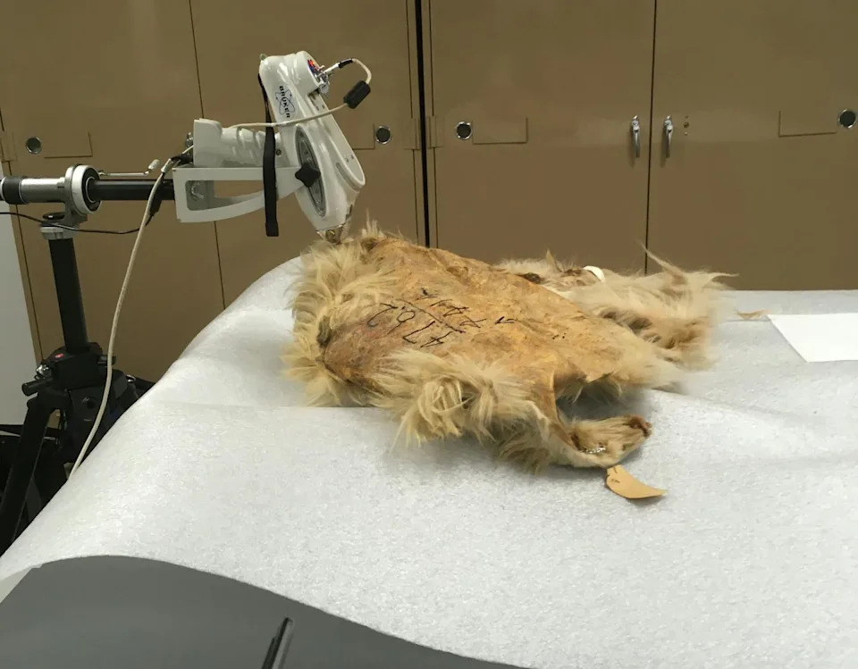 Mutton — Vunasti Pas Coast Salish Naroda: Genetska Analiza Potvrđuje Prekolonijalno Poreklo