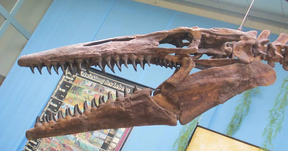 Tylosaurus rex — Novi 