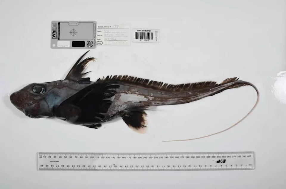 Ocean Census Otkrio 1.121 Novu Morsku Vrstu Za Samo Godinu Dana — Veliki Pomak Za Zaštitu Okeana
