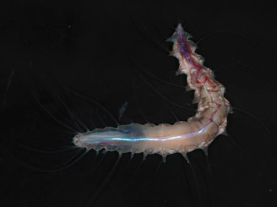 Ocean Census Otkrio 1.121 Novu Morsku Vrstu Za Samo Godinu Dana — Veliki Pomak Za Zaštitu Okeana