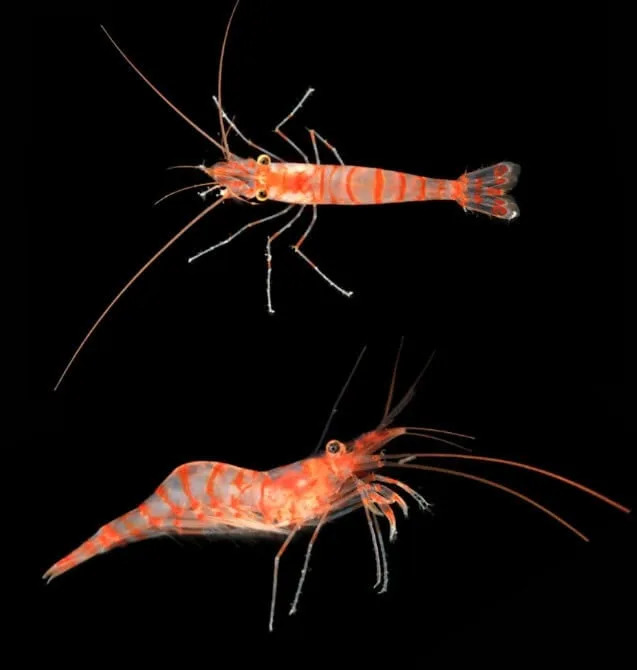 Ocean Census Otkrio 1.121 Novu Morsku Vrstu Za Samo Godinu Dana — Veliki Pomak Za Zaštitu Okeana