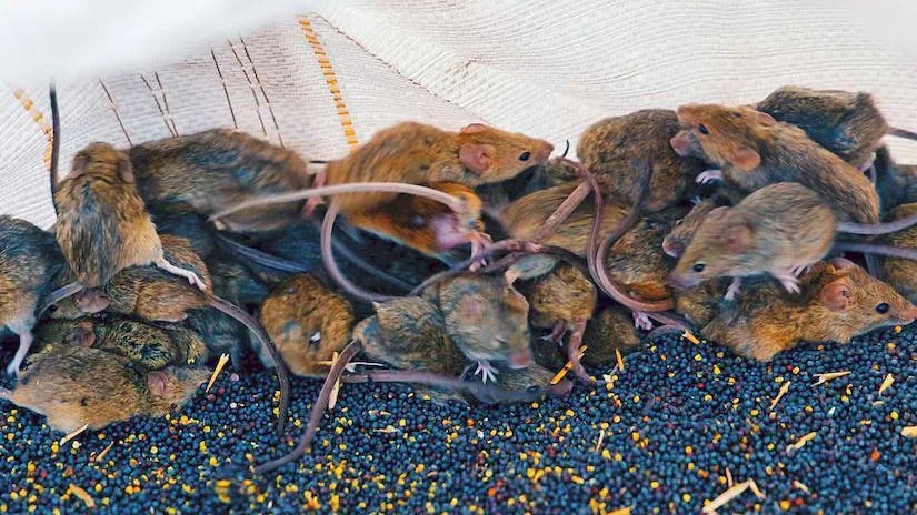 ‘Like a Decaying Body’: Mouse Plague Devastates Farms Across Western and South Australia
