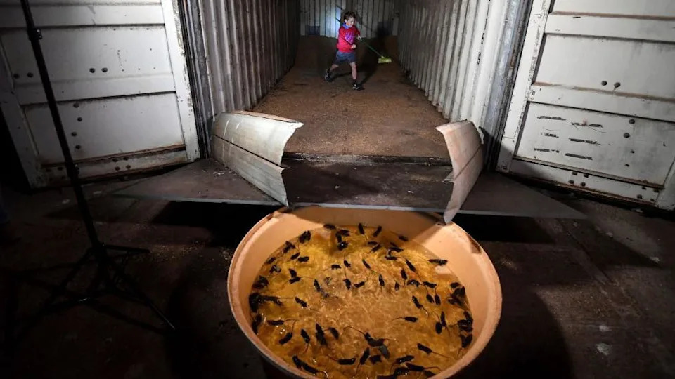 ‘Like a Decaying Body’: Mouse Plague Devastates Farms Across Western and South Australia