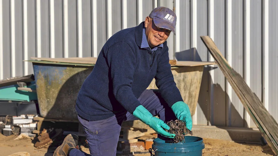 ‘Like a Decaying Body’: Mouse Plague Devastates Farms Across Western and South Australia
