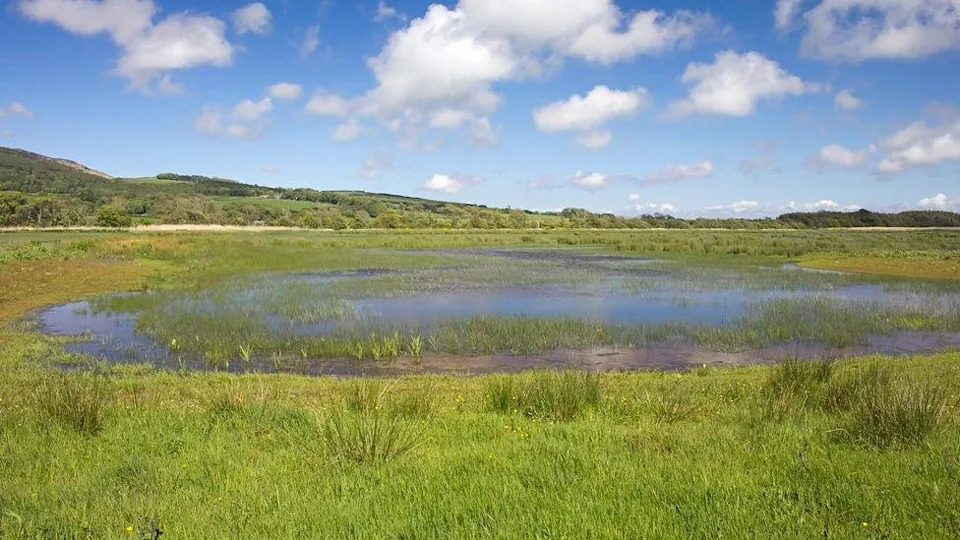 Lethally Salty Ponds Threaten Recovery Of Britain’s Rare Natterjack Toad