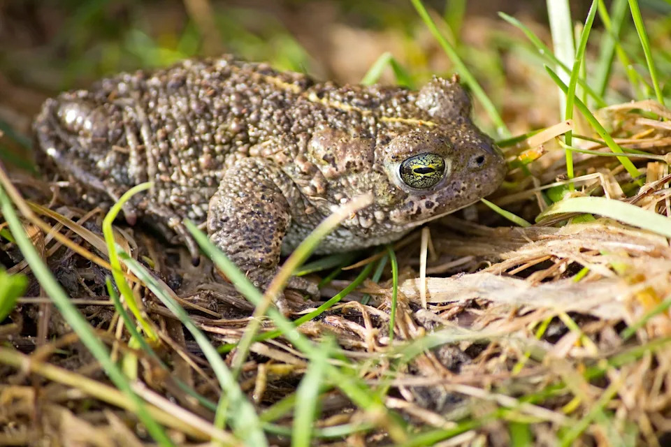Lethally Salty Ponds Threaten Recovery Of Britain’s Rare Natterjack Toad
