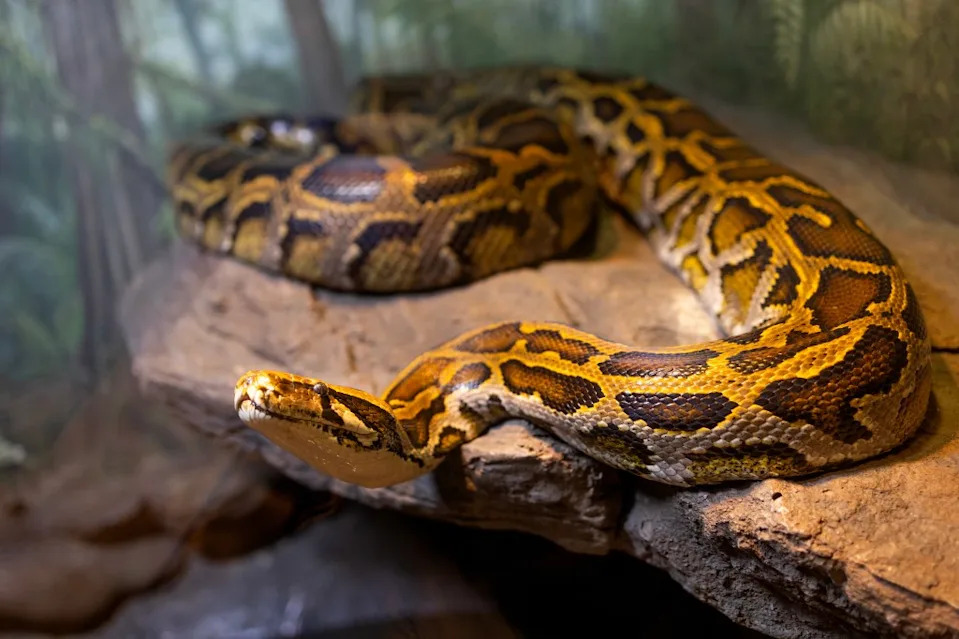 Invasive Species Are Reshaping U.S. Ecosystems in 2026 — Nearly 15,000 Non‑Native Records and Rising