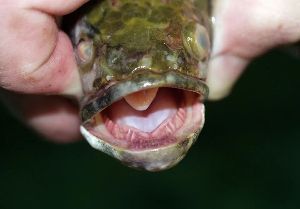 Invasive Species Are Reshaping U.S. Ecosystems in 2026 — Nearly 15,000 Non‑Native Records and Rising