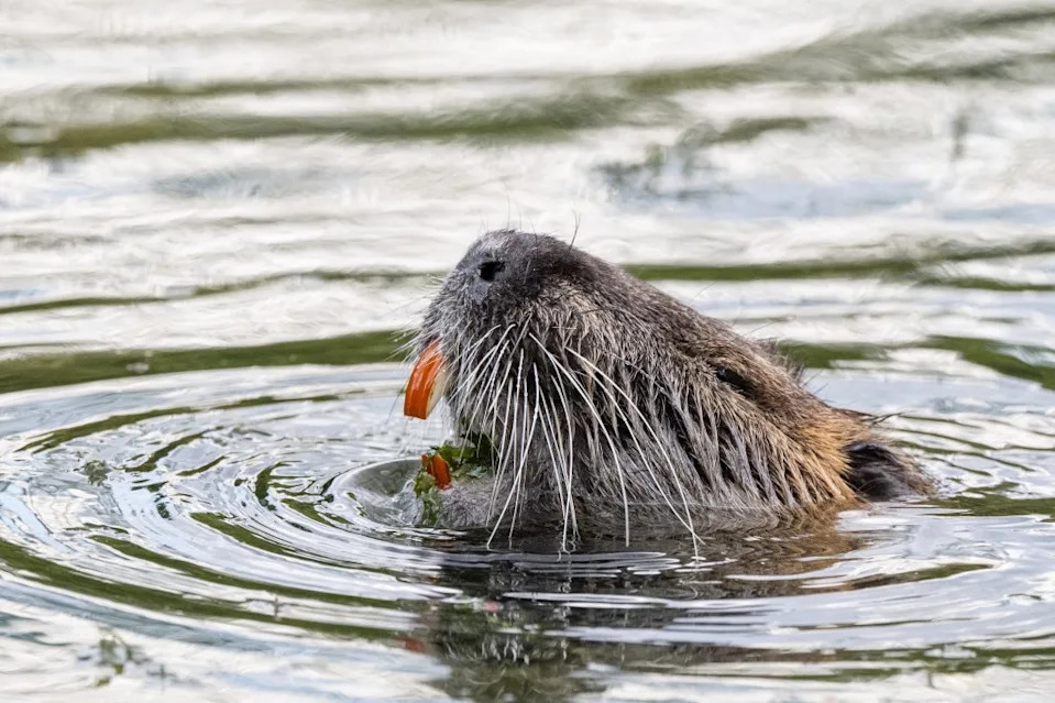 Invasive Species Are Reshaping U.S. Ecosystems in 2026 — Nearly 15,000 Non‑Native Records and Rising