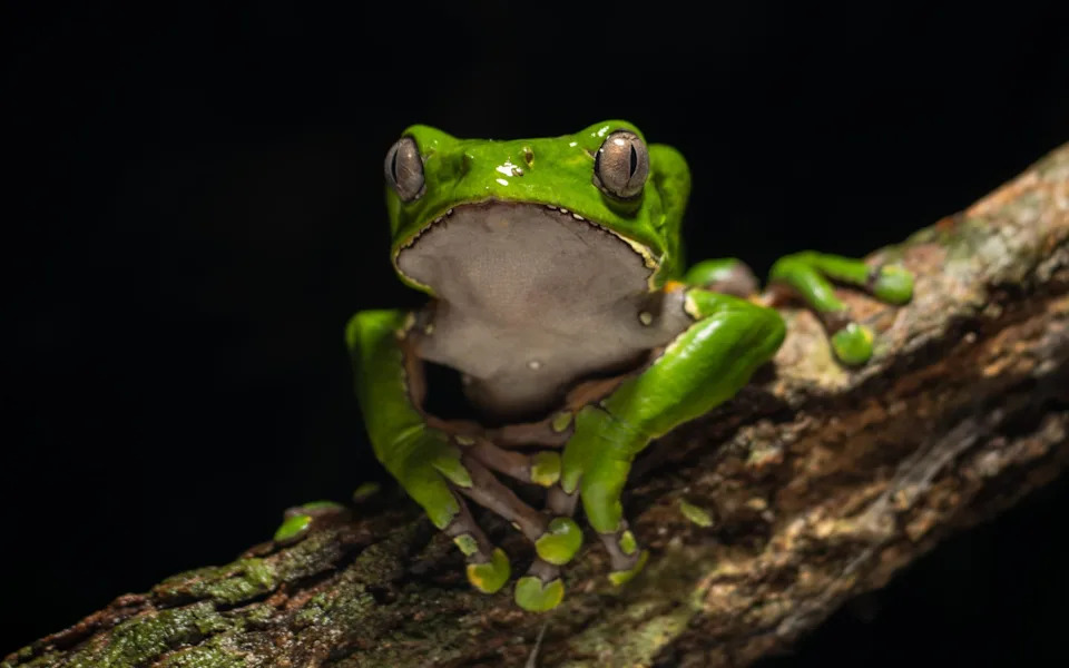 Meta Runs Hundreds Of Ads Promoting Deadly 'Frog Poison' Kambo On Facebook And Instagram
