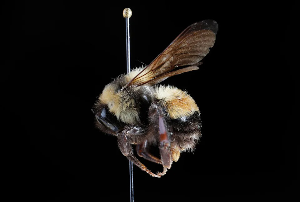 1.5 Million Acres Designated As Critical Habitat To Help Endangered Rusty Patched Bumble Bee Recover