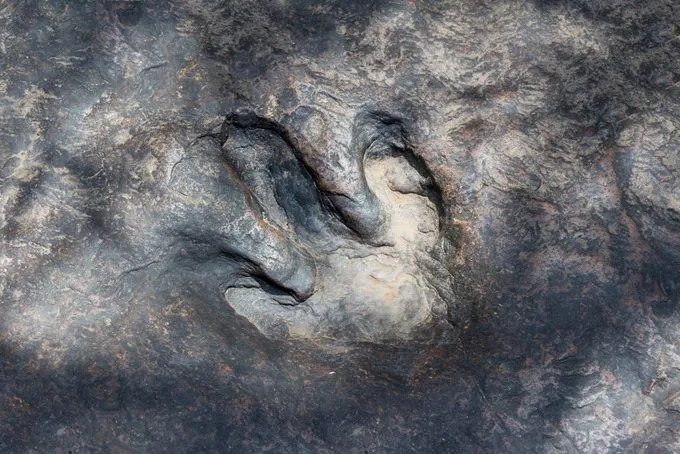 13 scenarija: Šta bi se dogodilo da dinosauri još uvek žive