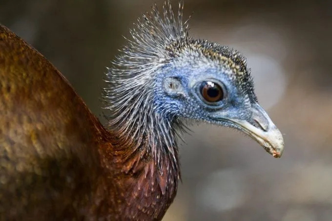13 mitova o dinosaurima koje naučnici žele da razbiju