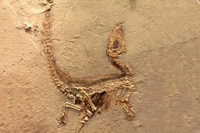 13 mitova o dinosaurima koje naučnici žele da razbiju
