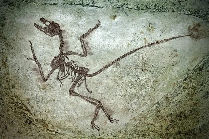 13 mitova o dinosaurima koje naučnici žele da razbiju