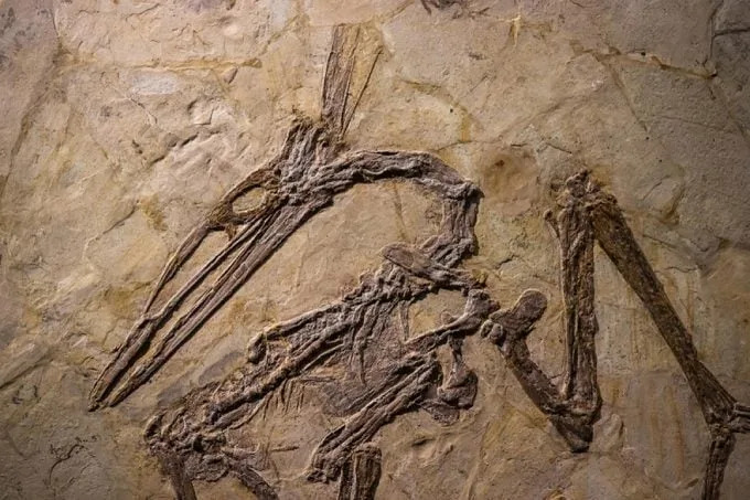 13 mitova o dinosaurima koje naučnici žele da razbiju