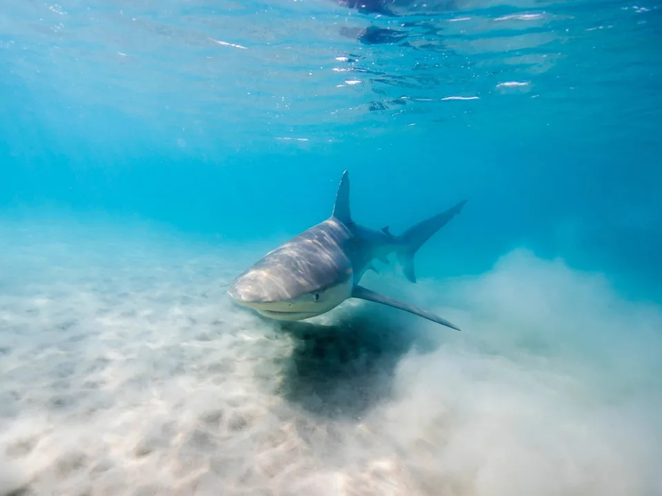 Rare Dusky Shark Returns To New England — Caught On Camera Hunting Seals