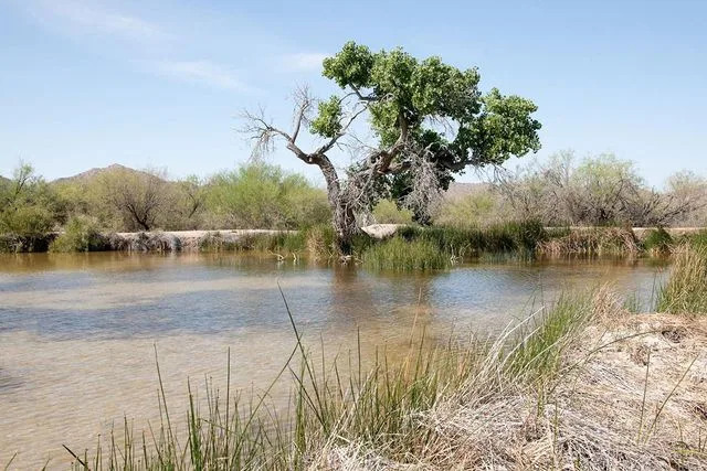 250 Ugroženih Kornjača Mogu Izgubiti Jedino Američko Stanište — Arizonski Tim Pravi Hitni Plan Spašavanja