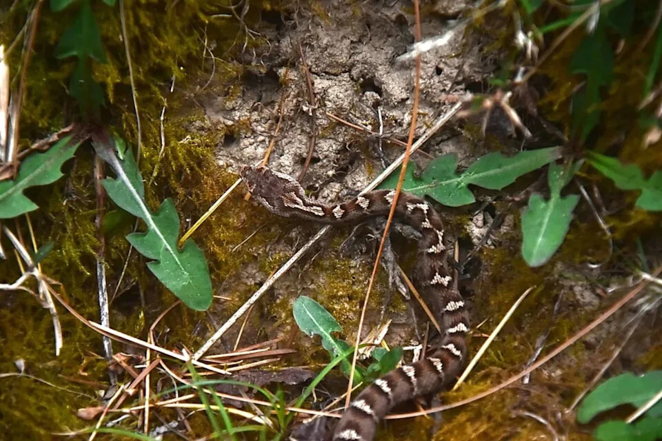 DNK Razotkriva Pet Vrsta Sakrivenih Pod Imenom Himalajska Pit-vipera