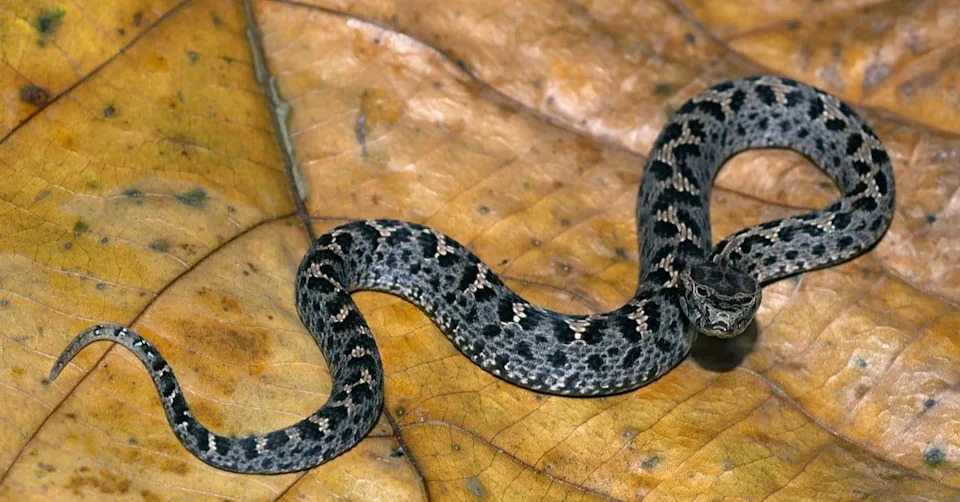 DNK Razotkriva Pet Vrsta Sakrivenih Pod Imenom Himalajska Pit-vipera