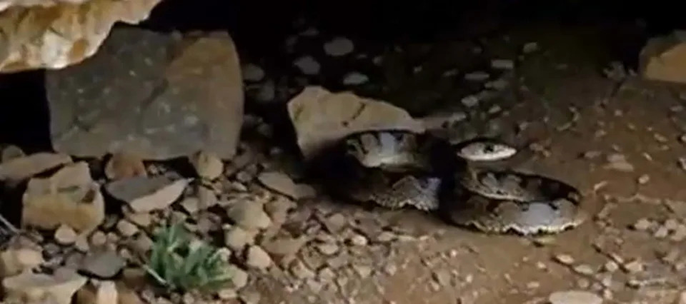 DNK Razotkriva Pet Vrsta Sakrivenih Pod Imenom Himalajska Pit-vipera