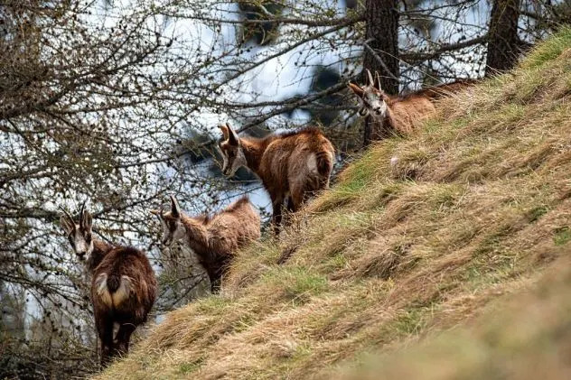 Toplotni talasi Remete Mozgove Životinja: Kako Vrućina Menja Ponašanje i Učenje