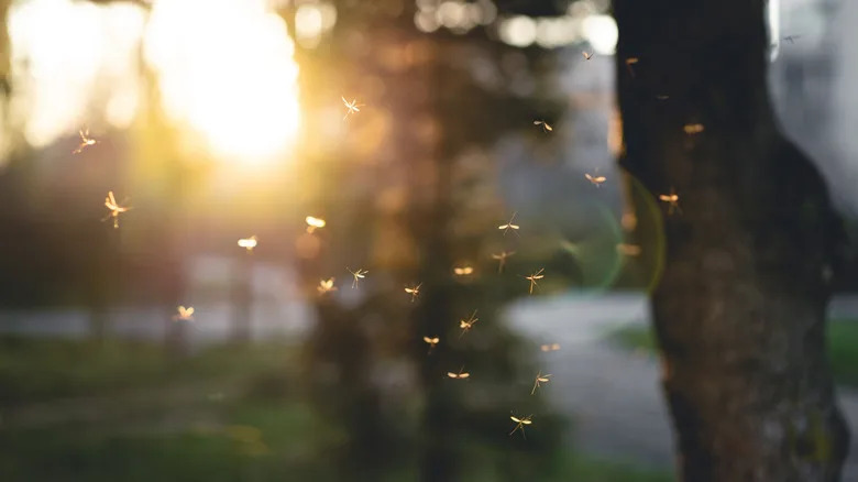 Nova studija: Komarci mogu naučiti da miris DEET‑a znači hranu — šta to znači za vašu zaštitu