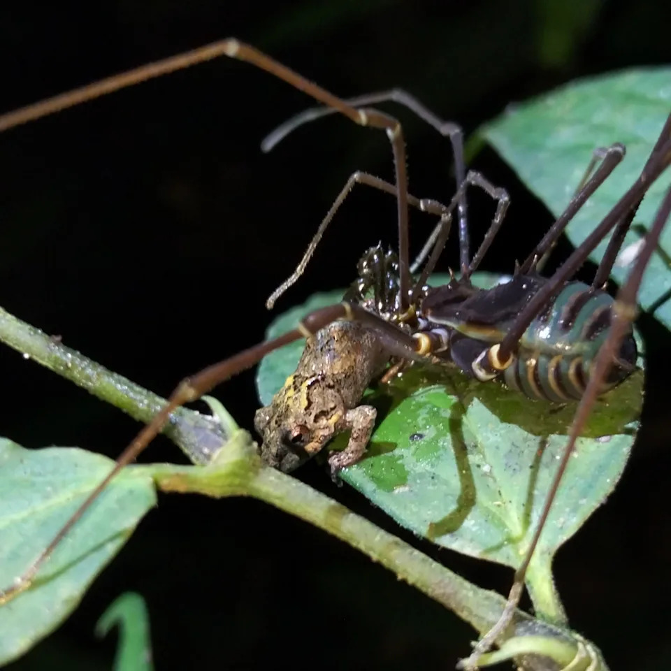 Neobični harvestmeni: „daddy longlegs“ love i jedu žabe veće od sebe u tropskim šumama Južne Amerike