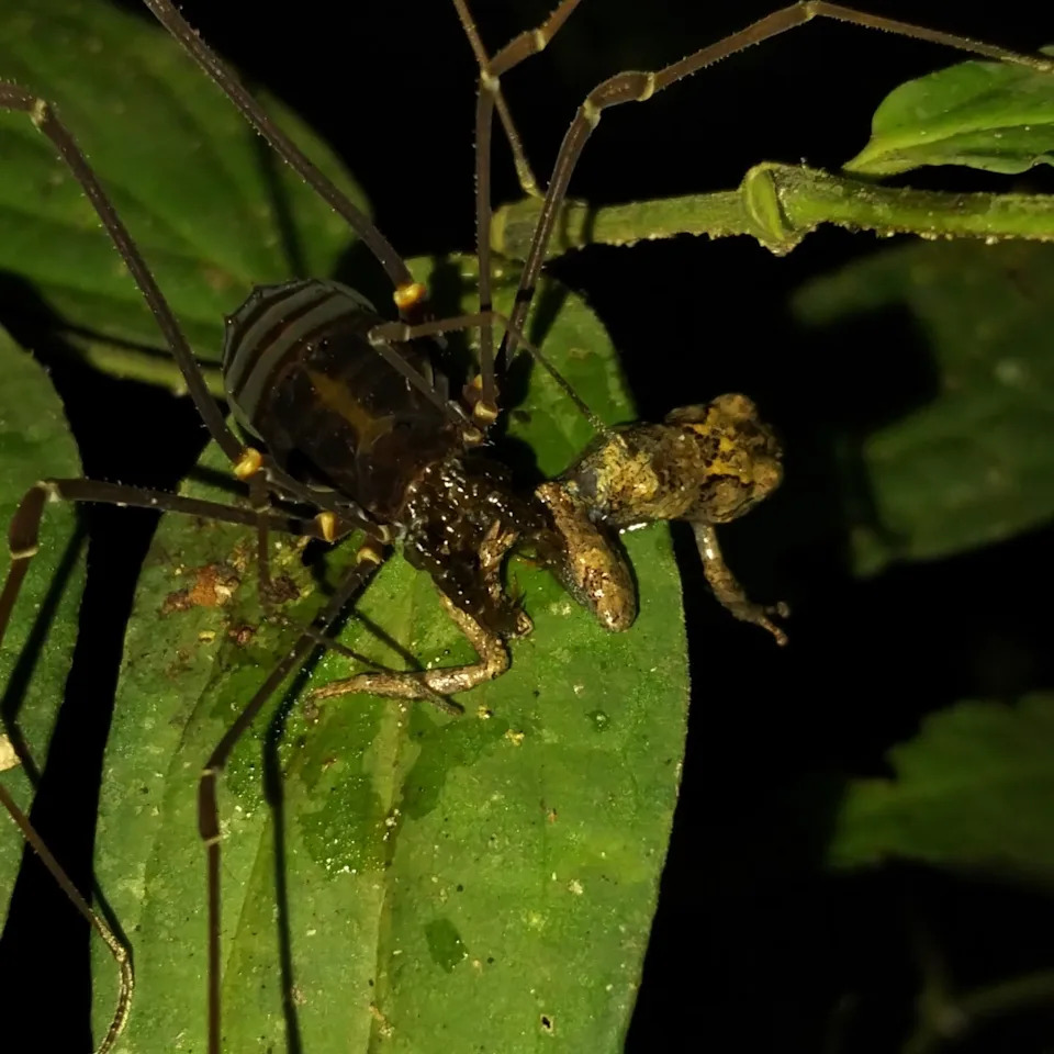 Neobični harvestmeni: „daddy longlegs“ love i jedu žabe veće od sebe u tropskim šumama Južne Amerike