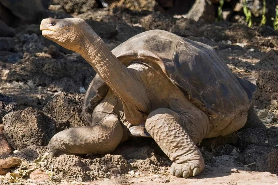 Kornjača Koja Je Izumrla Dva Puta? Nada Iz Genetskih Hibrida Lonesome Georgea