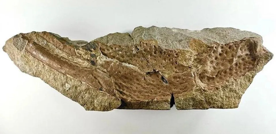 Metar Duga Praearcturus gigas: Gigantske škorpije koje su nekada lutale Engleskom i Velsom