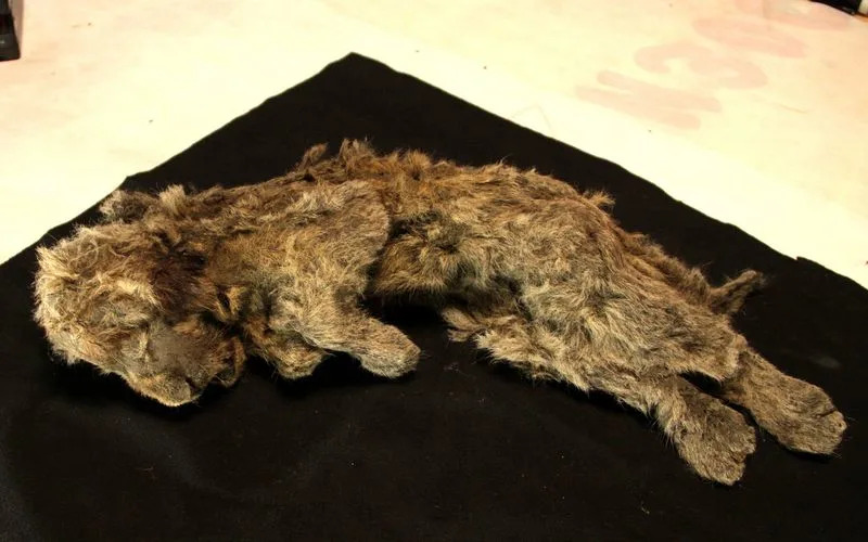 Genom Otkriva Tajne Pećinskog Lava: Zašto Je Panthera spelaea Bila Posebna Vrsta