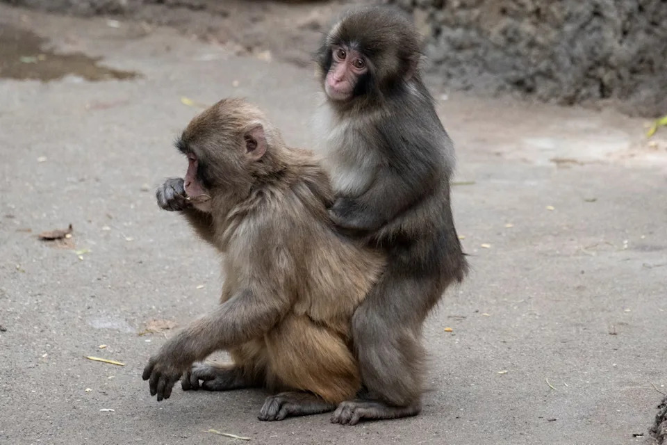 Punch, viralni mladunac makaka, dobija klima-uređaj u japanskom zoološkom vrtu zbog paklenih vrućina