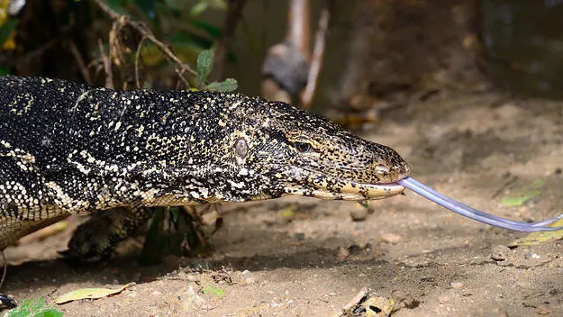 California Man Sentenced to 65 Months for Smuggling 1,700+ Reptiles in International Trafficking Ring