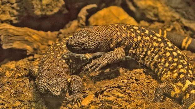 California Man Sentenced to 65 Months for Smuggling 1,700+ Reptiles in International Trafficking Ring