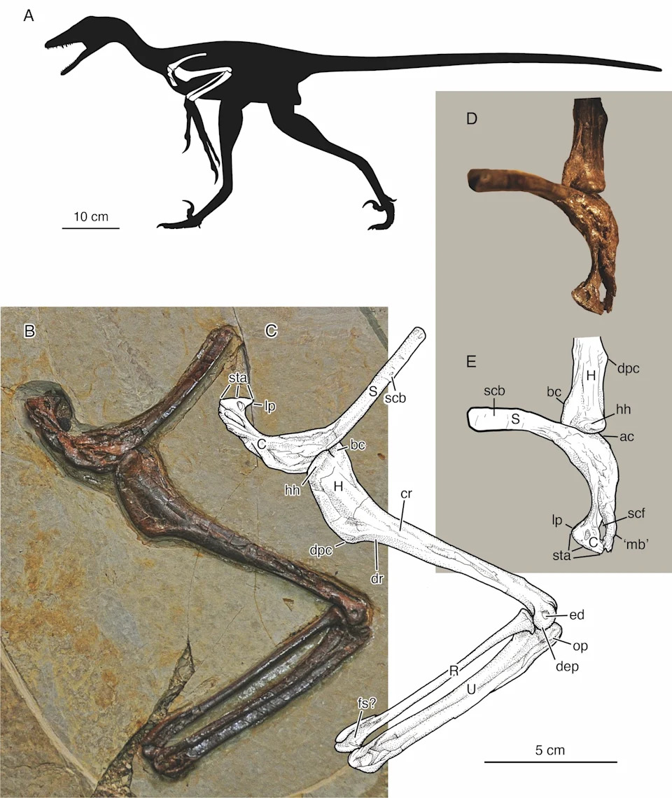 Otkriven dinosaurus koji je klizio kao leteća veverica — rođak velociraptora u basenu Changma