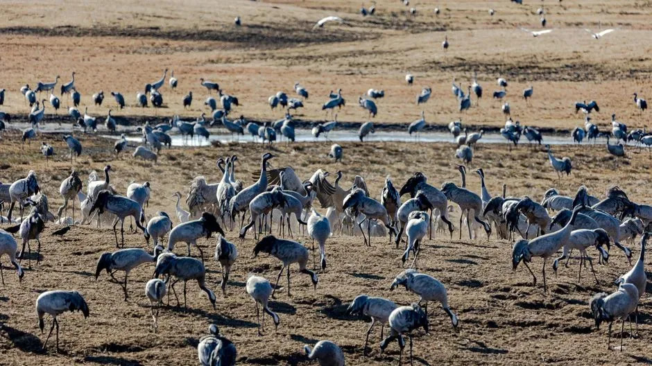 Ptice Dolaze Ranije — Zašto Se Migracije U Severnoj Americi Pomeraju Na Sever