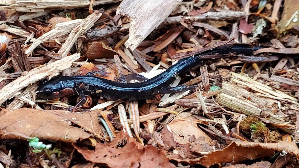 Volonteri U Smoky Mountains Beleže Svaku Vrstu: Hitna Traga Za Skrivenim Biodiverzitetom
