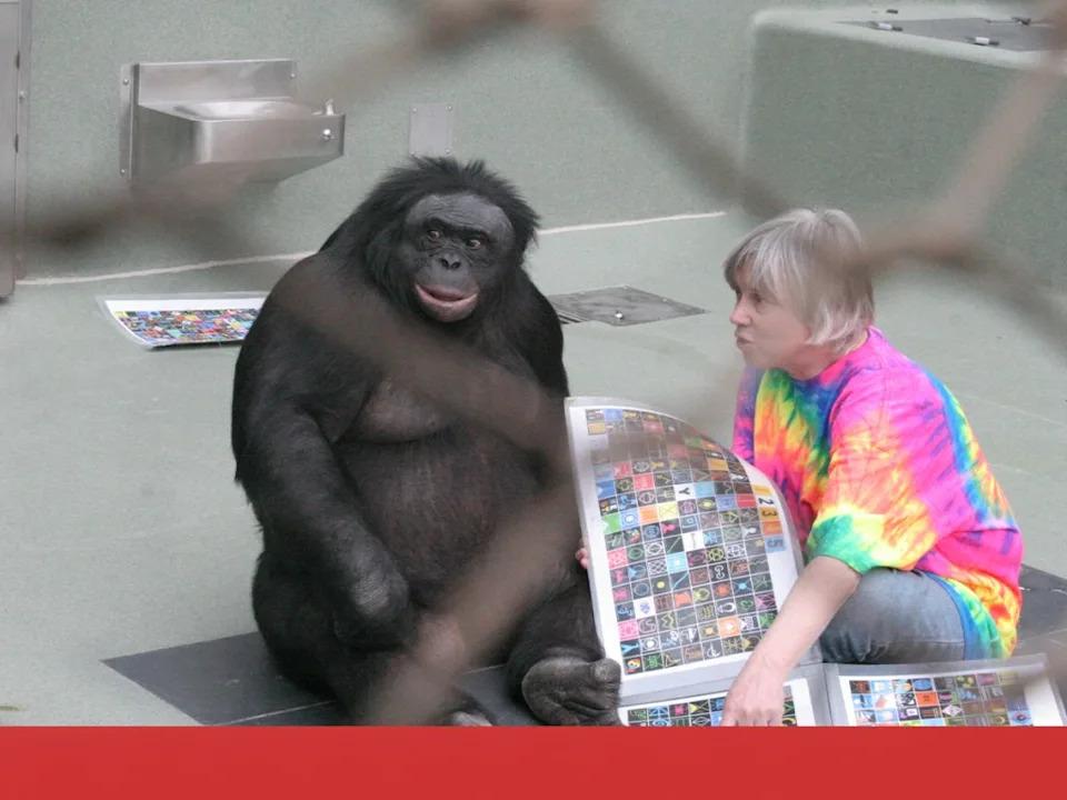 Bonobo Kanzi Igra 'Čajanku': Studija Podiže Pitanja O Tome Da Li Je Mašta Isključivo Ljudska