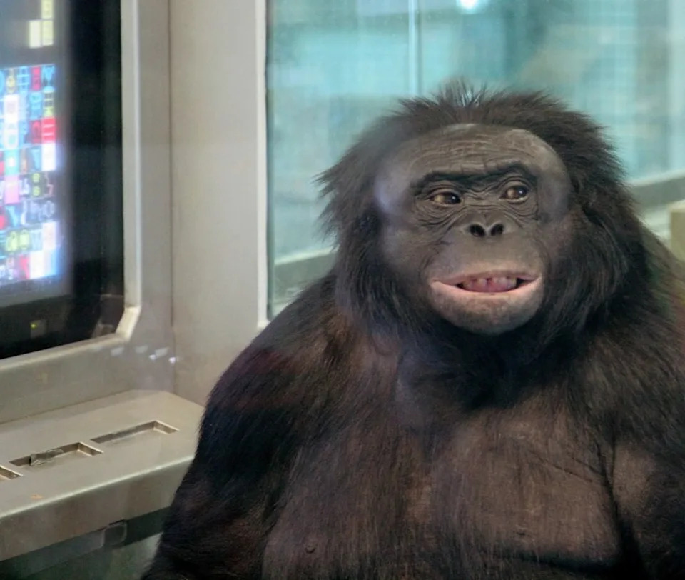 Bonobo Kanzi Igra 'Čajanku': Studija Podiže Pitanja O Tome Da Li Je Mašta Isključivo Ljudska