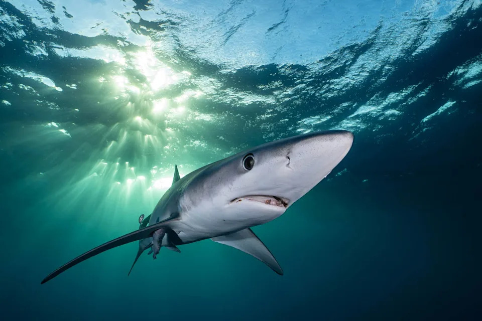 Dusky Shark Returns: Rare Sighting Off Massachusetts Sparks Cautious Optimism