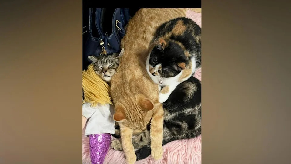 16 Cats Found Dead In Abandoned Coventry Pond — RSPCA And Police Investigate