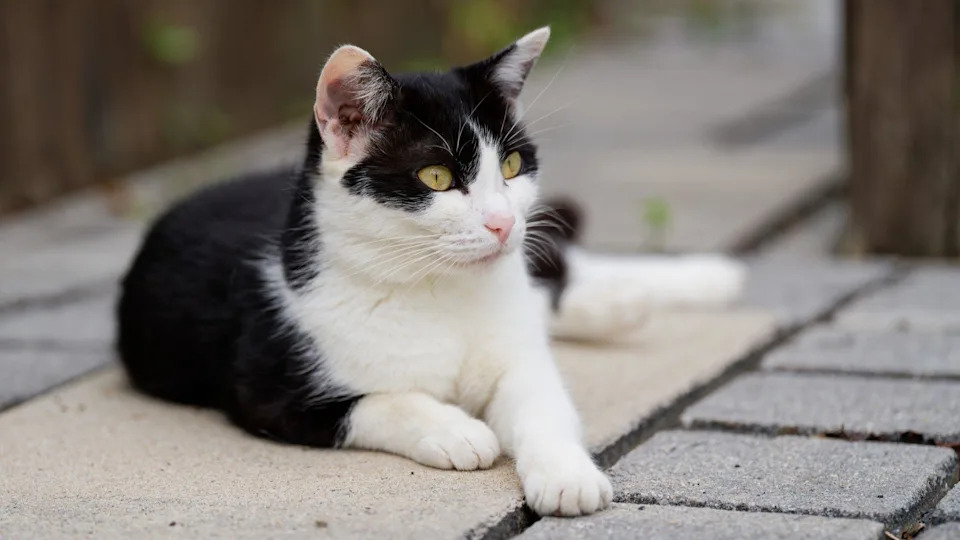 16 Cats Found Dead In Abandoned Coventry Pond — RSPCA And Police Investigate