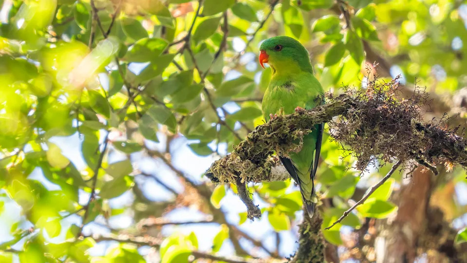 Plavo-čelni lorikeet ponovo uočen: jasne fotografije tek drugi put posle 100+ godina