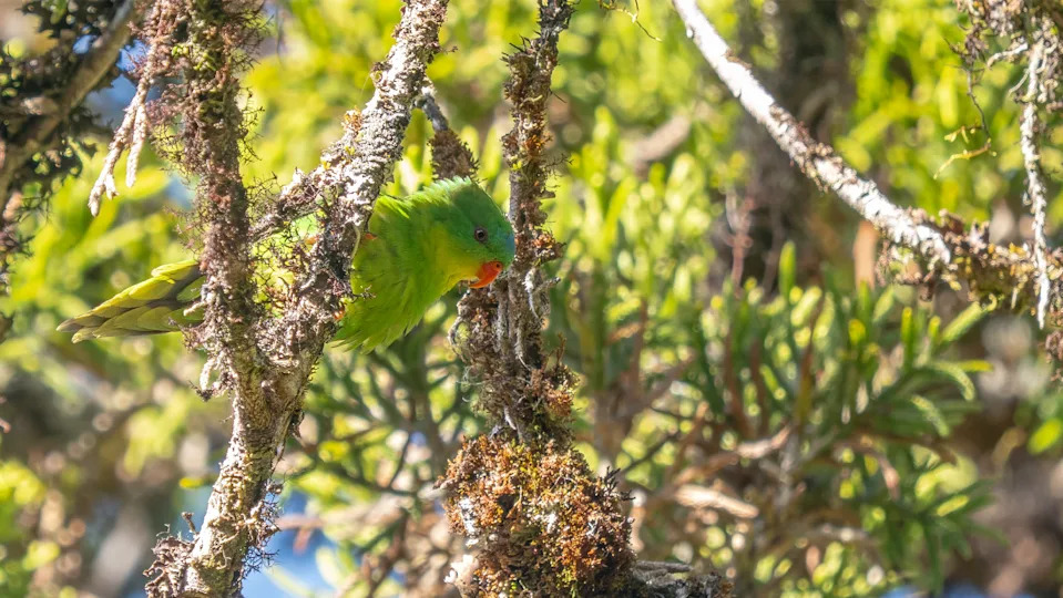 Plavo-čelni lorikeet ponovo uočen: jasne fotografije tek drugi put posle 100+ godina