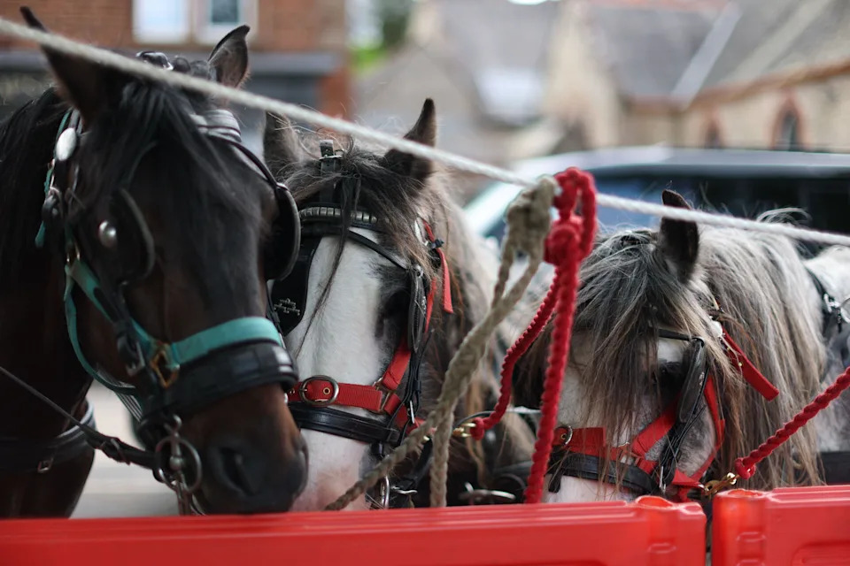 250. Appleby Horse Fair: Šarene Kočije, Desetine Hiljada Posetilaca i Prvo Korišćenje Prepoznavanja Lica
