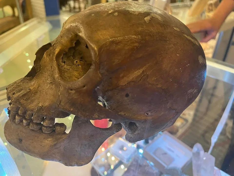 Human Skull Donated To Brooksville Thrift Store Prompts Investigation; Officials Seek Public Help
