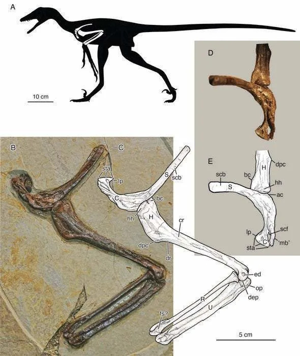 Otkriven Pernati „Raptor“ Jian changmaensis — Klizio Je Na Četiri Krila I Verovatno Lovio Ptice